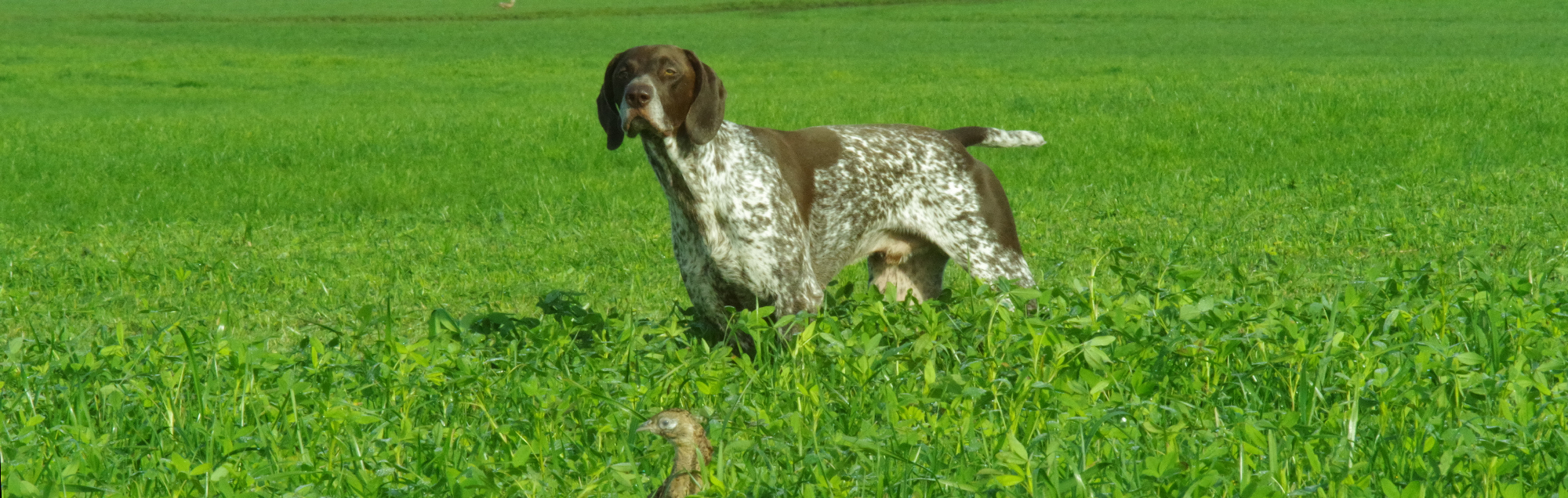 Informationen über unsere Jagdhunde